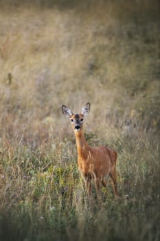Female European roe-deer in grass looking at the camera vertical frame
