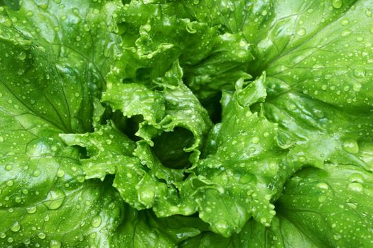 Fresh green Iceberg salad leafs with rain drops