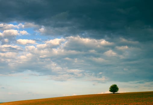 Spring scenery with storm cloudy sky and lonely tree