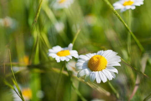 Wild flowers of the field camomile blossoms