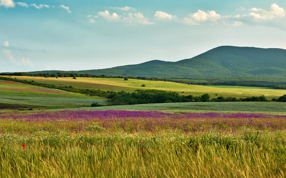 Landscape with wilf spring flowers of the field blossoms