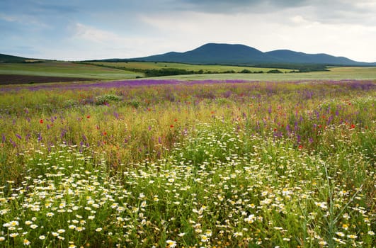 Spring scenery with wild flowers of the field blossoms and mountain, nature landscape