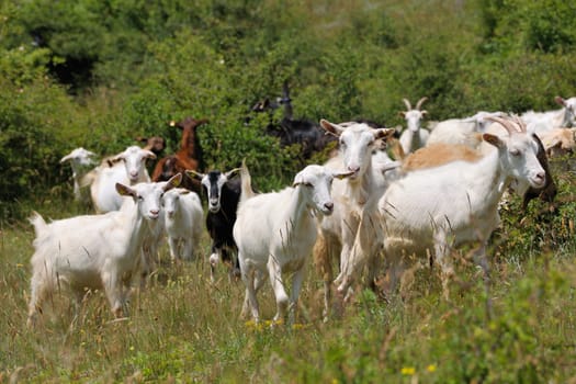 Flock of domestic goats in green mountain meadow