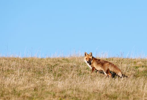 Red fox hunting in high mountain grass field