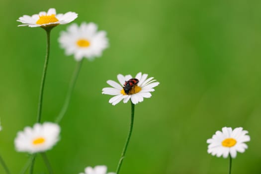 Wild spring flowers camomiler blossoms on green background