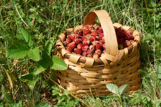 Wild strawberry full basked on green grass