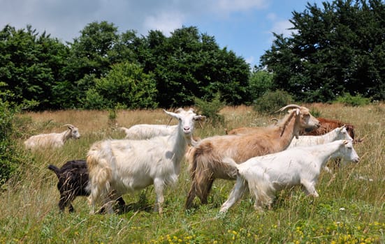 Flock of goats in green nature