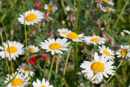 Wild spring flowers of the field camomile blossoms in green grass