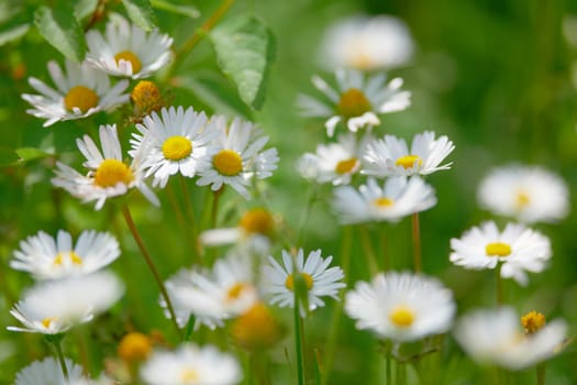 Spring flowers of the field marguerite blossoms in green grass