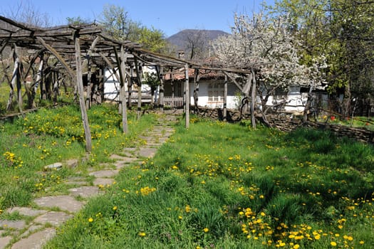Green yard of Bulgarian rural house with yellow dandelion blossoms