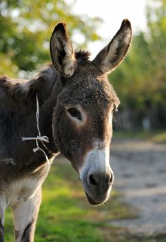 Portrait of donkey domestic animal