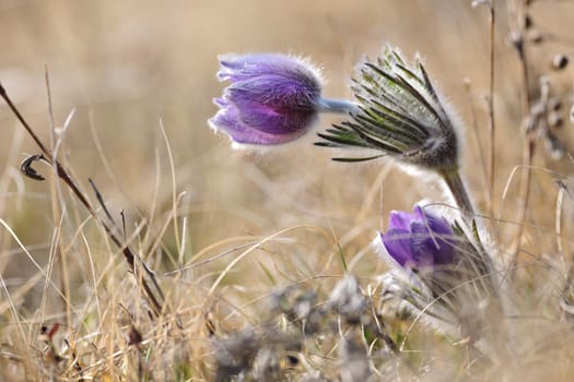 Alpine anemone blossoms in early spring season