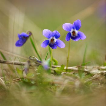 Blossoms of wild violet flower