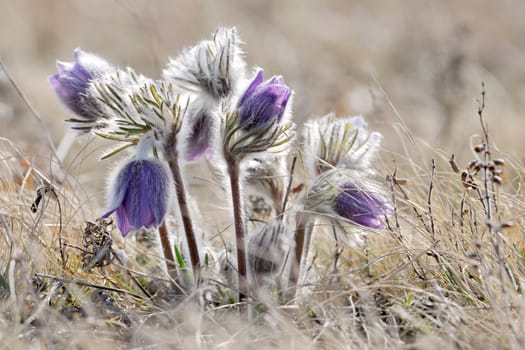 Alpine anemone mountain flower blossoms in early spring season