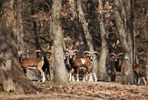 Flock of male European mouflons in oak forest