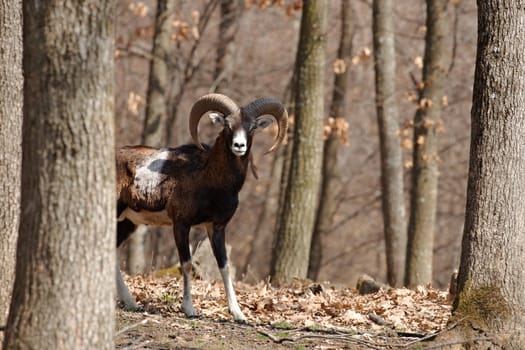 European mouflon male n oak forest