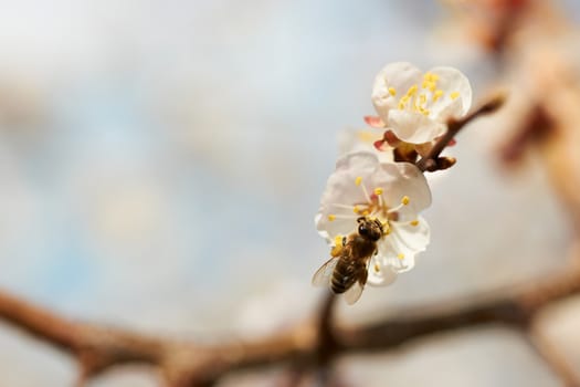 Apricot blossom with bee and beautiful background blur