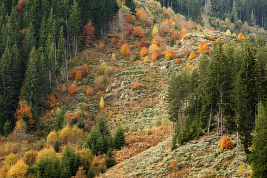 Autumn scenery Bulgarian Rhodope mountains