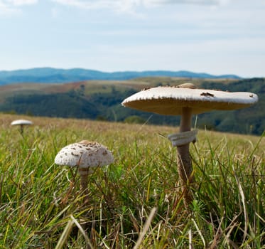 Parasol mushrooms in autumn mountain field