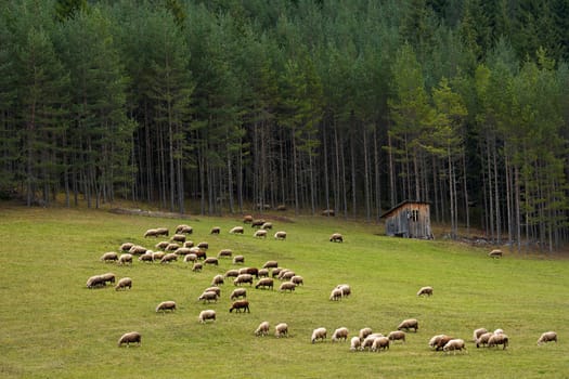 Mountain view from Bulgarian Rhodope with flock of sheep