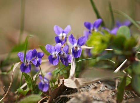 Blossoms of wild forest violet flower