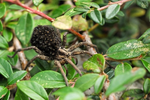 Female spider carrying her children little spiders on the back