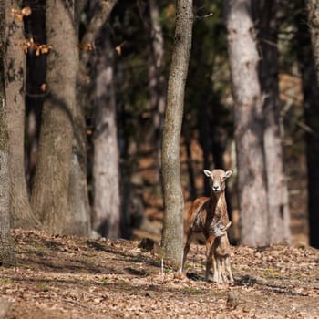 European mouflon female with kid in oak forest