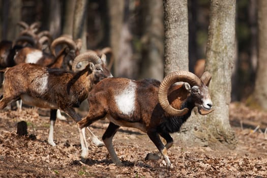 Male European mouflons in oak forest