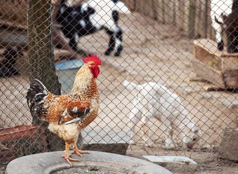 Rooster and little goats in rural yard