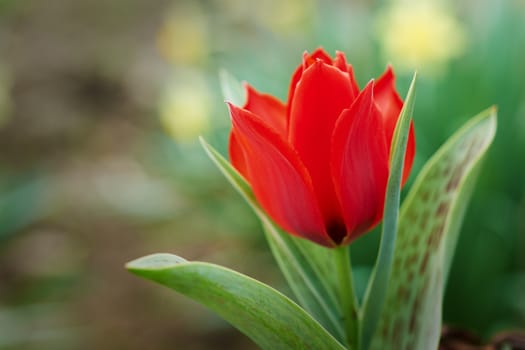 Beautiful red tulip blossom