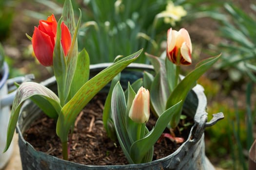 Tulips in old traditional Bulgarian copper vessel