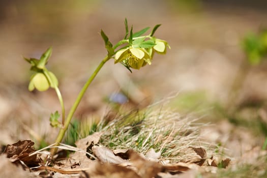 Poisonous spring flower hellebore blossom