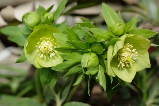 Poisonous wild  green spring flower hellebore blossoms