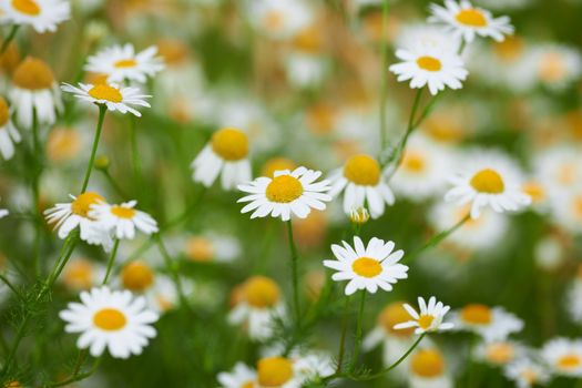 Summer flowers camomile blossoms with beautiful background blur
