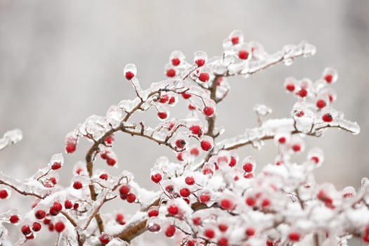 Ice on frozen winter red howthorn fruits 