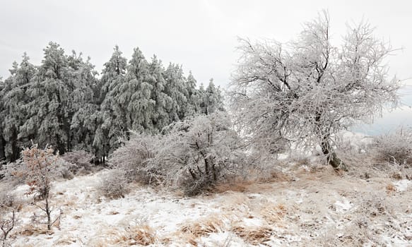 Winter scenery in Bulgarian Balkan mounatins