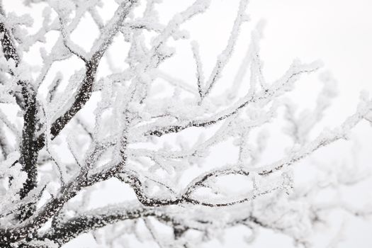 Abstract photo of frozen tree branches