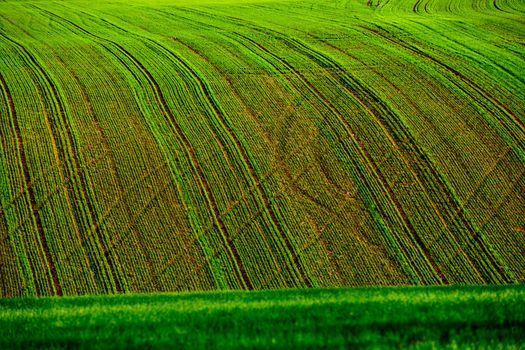 Green wheat field rows in late summer, abstract background