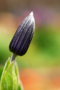 Close-up of flower bud on beautiful background