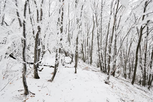 Snowy winter European beech forest