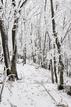 Frozen winter European beech forest vertical frame