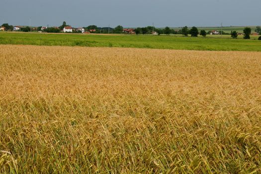 Wheat field in Bulgaria rural landscape