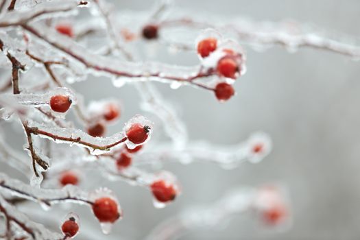 Ice on frozen red briar fruits