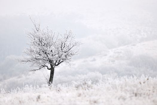 Frozen lonely winter tree in misty mountain