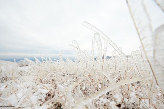 Frozen dry grass with ice