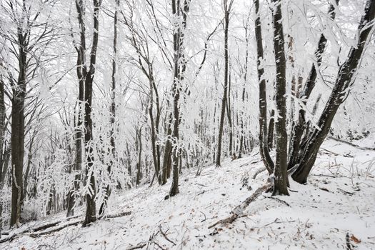 Frozen winter European beech forest