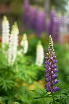 Beautiful garden summer flowers blossoms