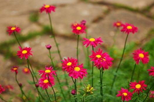 Bunch of red marguerite flower blossoms