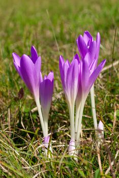 Violet colchicum flower blossoms in autumn field