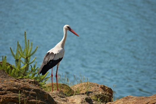 White stork on a blue water lake shore